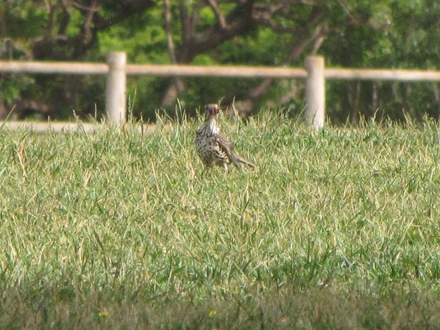 Turdus sp.